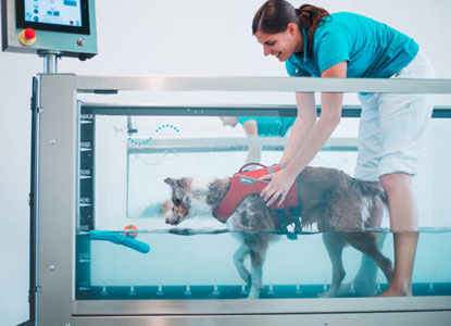 hydrotherapy for dogs